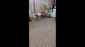 Dog fail
