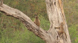 Young baboon amusingly loses his grip while climbing tree