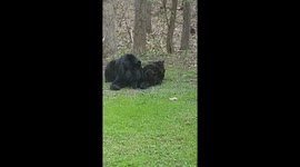Momma bear with her 3 new baby cubs