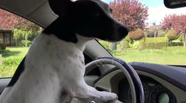 Funny dog video! Dog driving car by himself!