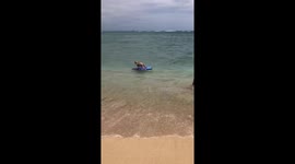 Surfing dog!