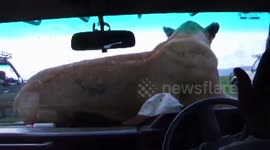 Cats will be cats! Lioness jumps on safari vehicle bonnet