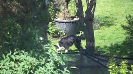 Dogs playing in the sun