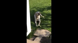 Dogs get hay fever too
