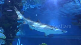 Sharks in Tropicarium Oceanarium, Budapest, Hungary