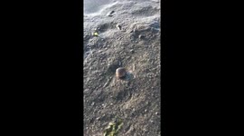This is how a clam walks along the beach