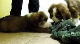 Adorable puppies can't resist attacking the camera