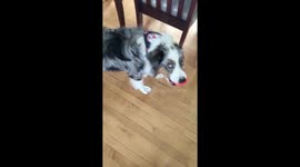 Australian Shepherd howls when he squeaks toy