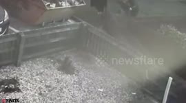 Mum-of-two left devastated after thieves bizarrely stole her GARDEN
