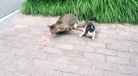 Aggressive cat refuses to share food with friend