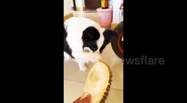 Dog covers nose after smelling durian