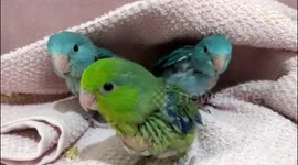 Baby parrots wrestle for coziest spot on blanket
