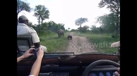 Baby rhino adorably tries to scare off safari vehicle