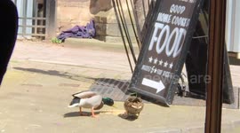 Mallard duck pair enjoying pub food in Worcester city centre