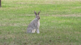 Crazy Rabbits In Full Spring!