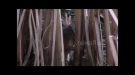 Virginia Rail rare close-up footage