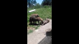 Hyena’s surprise tourist’s with disgusting act