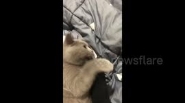 厦门:主人一招搞定猫咬人