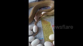Terrifying moment deadly cobra strikes at filmer after laying egg