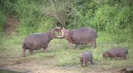 Hippo cows facing off - and then eating dung elephant dung!