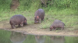 Hippo cows with calves out of the water - with the cows eating Elephant dung!