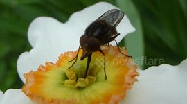 Bug drinking nectar out of a Daffodil