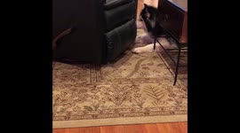 Dog struggles to fetch ball under rocking recliner