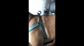French Bulldog had mind blown during car wash