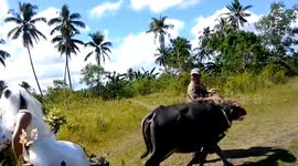Newsflare Edit - Bride goes to chapel being pulled by a buffalo