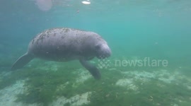 Extremely friendly manatee swims right up to diver