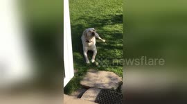 Newsflare Edit - When the hey fever gets to you
