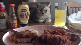 Greedy cat eyeing up my dinner