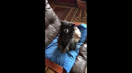 Cute dog standing up like a meercat and washing it’s face