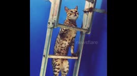 Naughty Bengal cat climbing up ladder