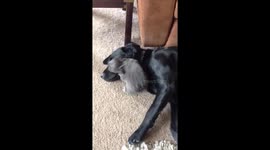 Cute chihuahua puppy playing with Labrador dog