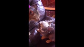 Please don’t eat me! Bengal leopard cat washing chihuahua puppy #awkward #cute