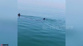 Huge 25ft basking shark caught on camera off British coast