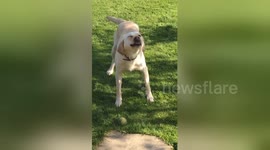 Dogs get hay fever too