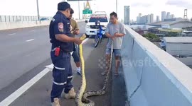 5-foot-long python causes traffic chaos on motorway