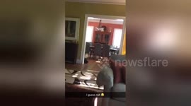 Newsflare Edit - Dog doesn’t love me