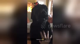 When one dog loves you more than the other