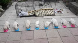 Cute pups having meal time together