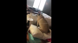 Lou the Pug Can't Jump