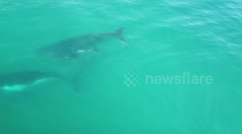 Paddleboarder + whales by drone (original 2)