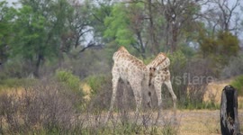 Tourists witness giraffes fighting in epic battle