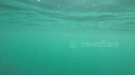 Awesome selfie with 6m shark!