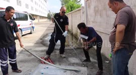 Python rescued after getting trapped in drain pipe
