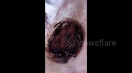 Sparrow builds nest in trousers hanging in balcony