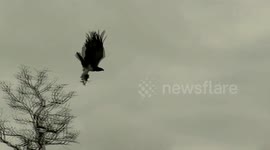 Watch Africa’s largest eagle take flight with a monitor lizard in its talons
