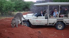 Cheetah Display